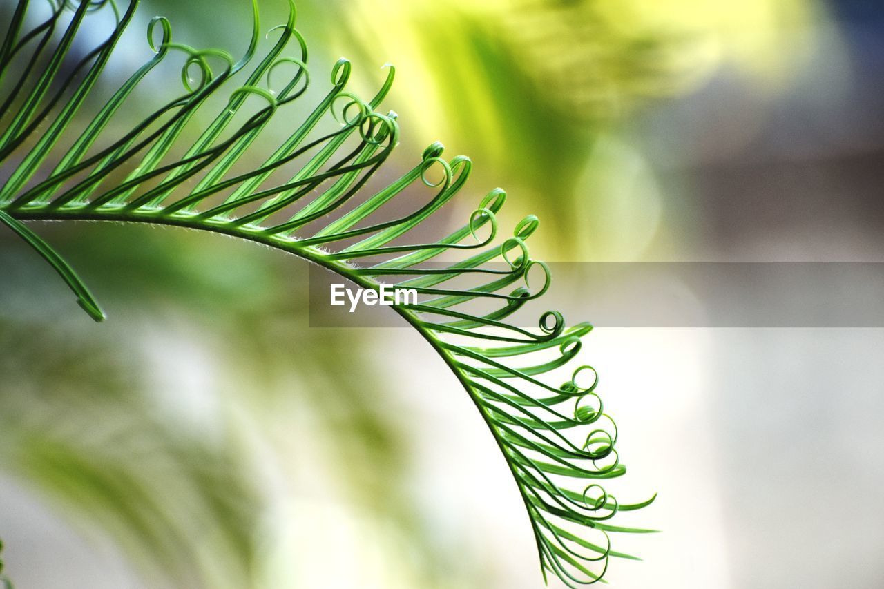 Close-up of fern leaves