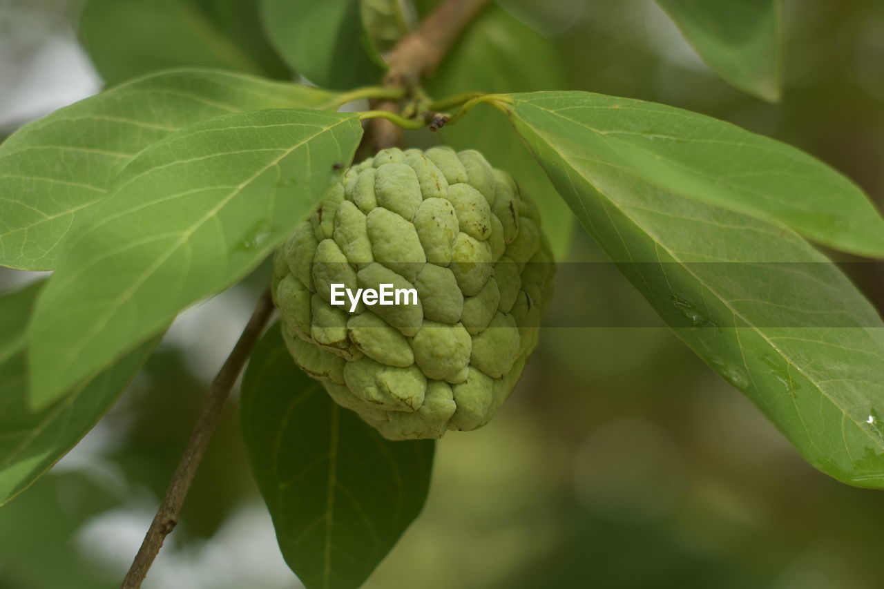 Close-up of one custard apple on tree