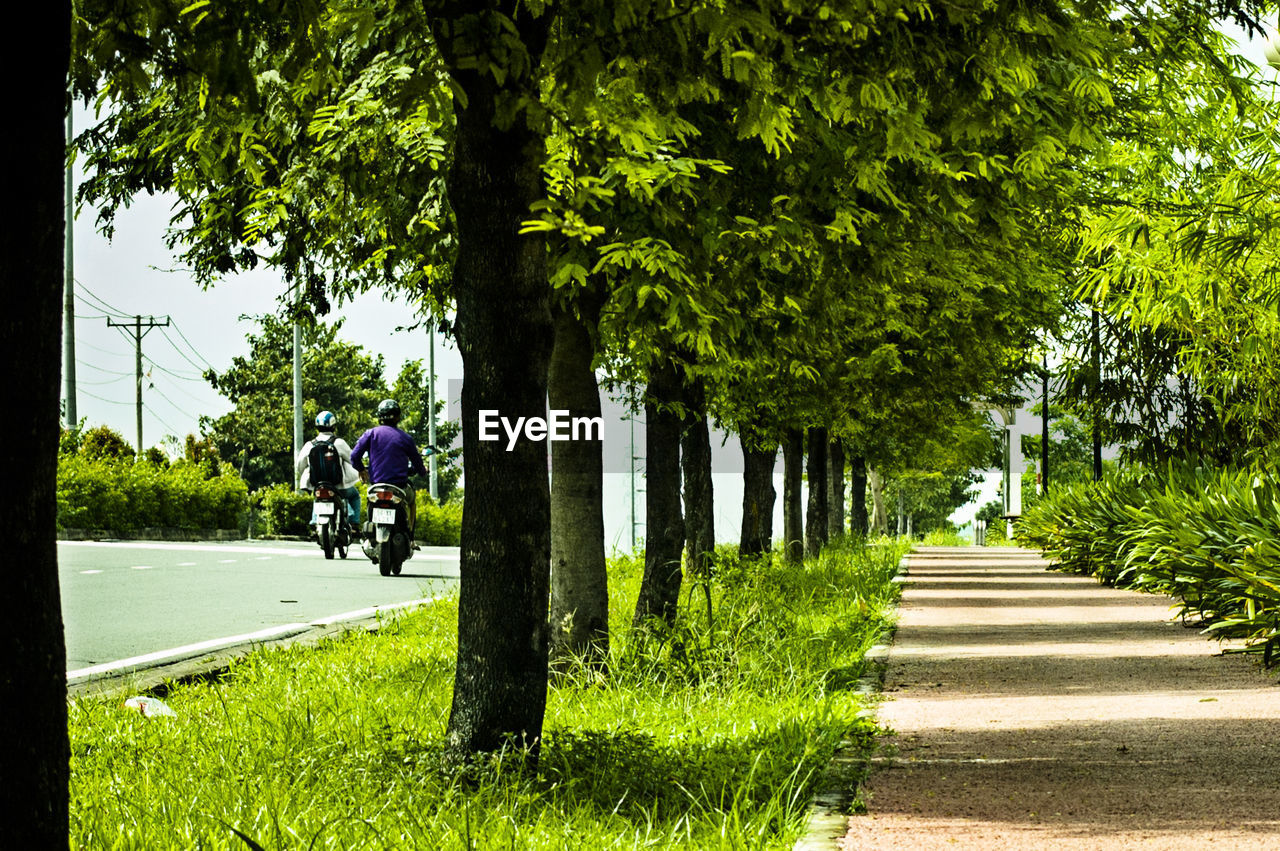 ROAD ALONG TREES IN PARK