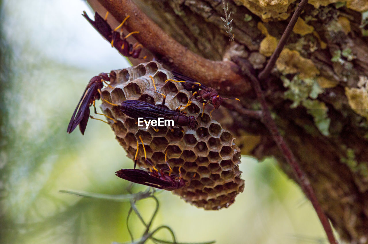 Close-up of honey bee comb