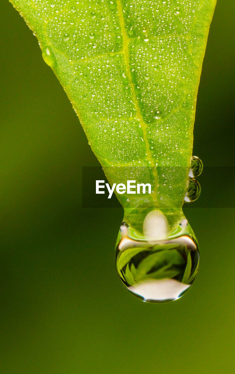 CLOSE-UP OF GREEN LEAF AGAINST WATER