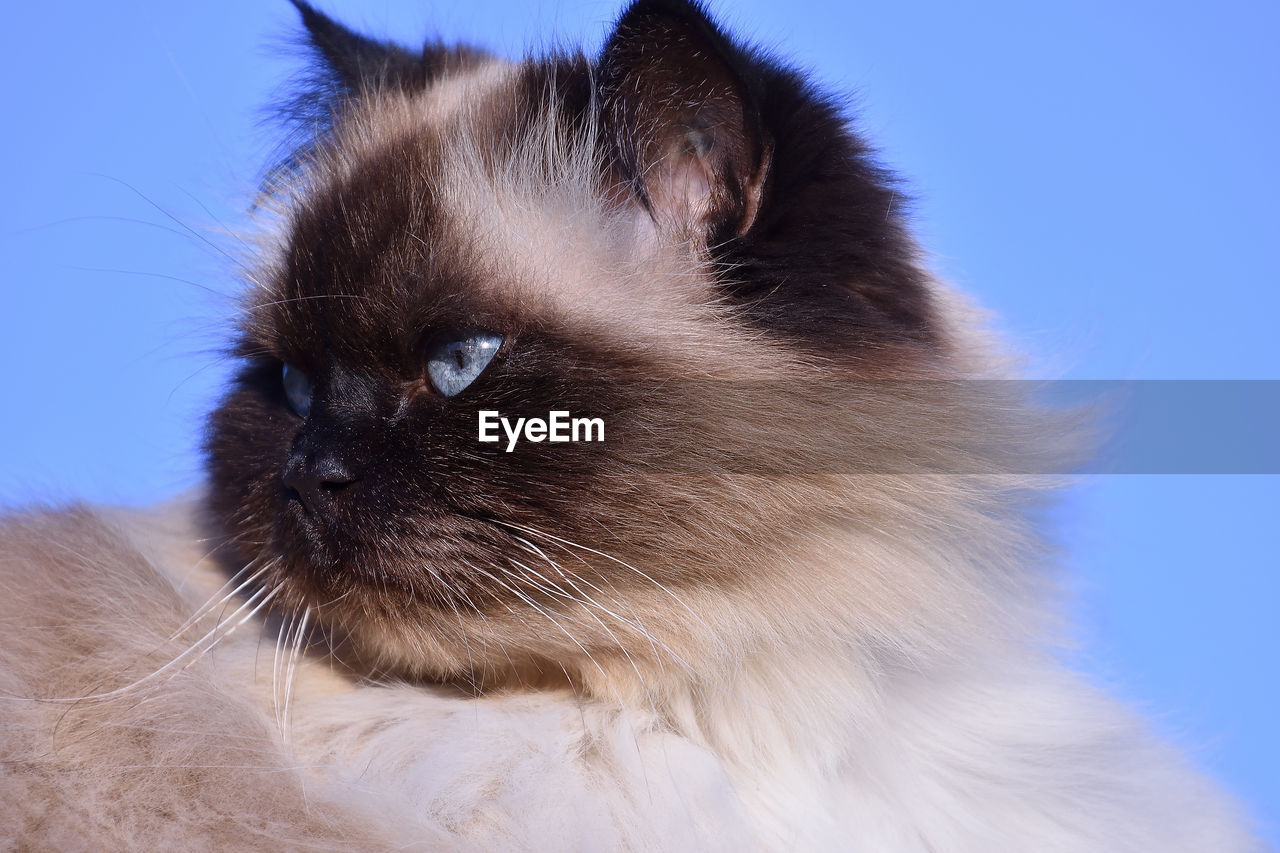 Close-up of a cat looking away