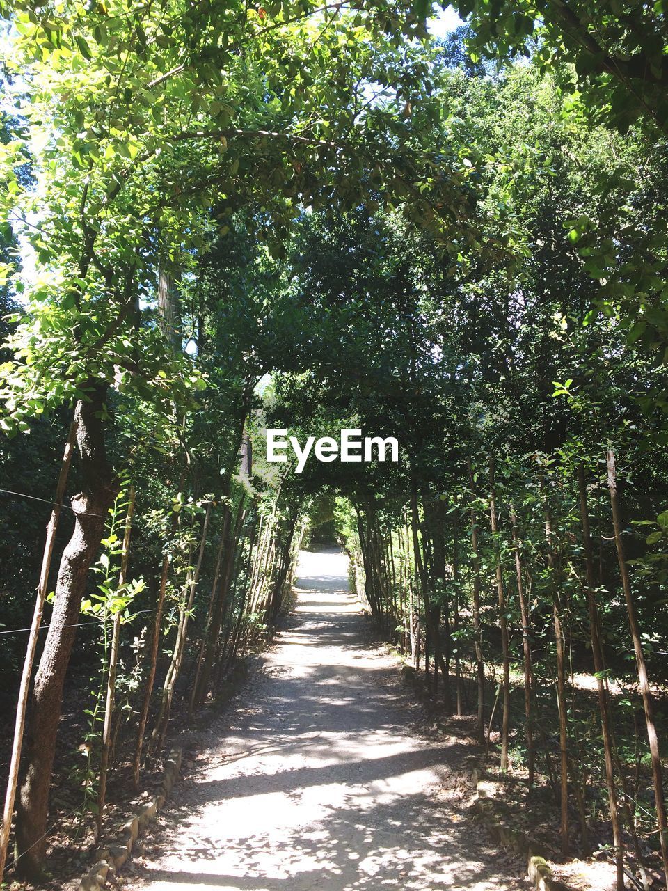 VIEW OF TREES ALONG ROAD