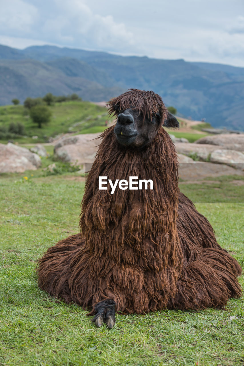 Close-up of alpaca on field against sky