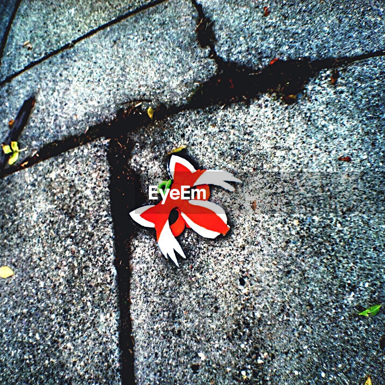 HIGH ANGLE VIEW OF RED MAPLE LEAF ON ROAD