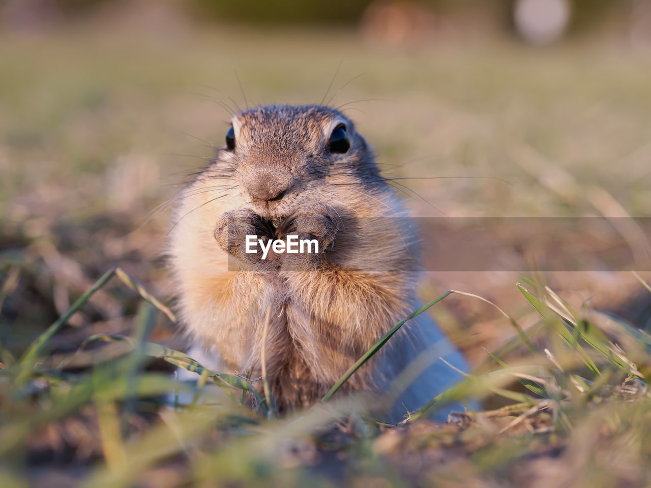 animal, animal themes, animal wildlife, one animal, mammal, nature, whiskers, rodent, grass, squirrel, wildlife, portrait, prairie, no people, looking at camera, pet, selective focus, close-up, prairie dog, cute, outdoors, plant, chipmunk, eating, animal body part, front view, day, animal hair