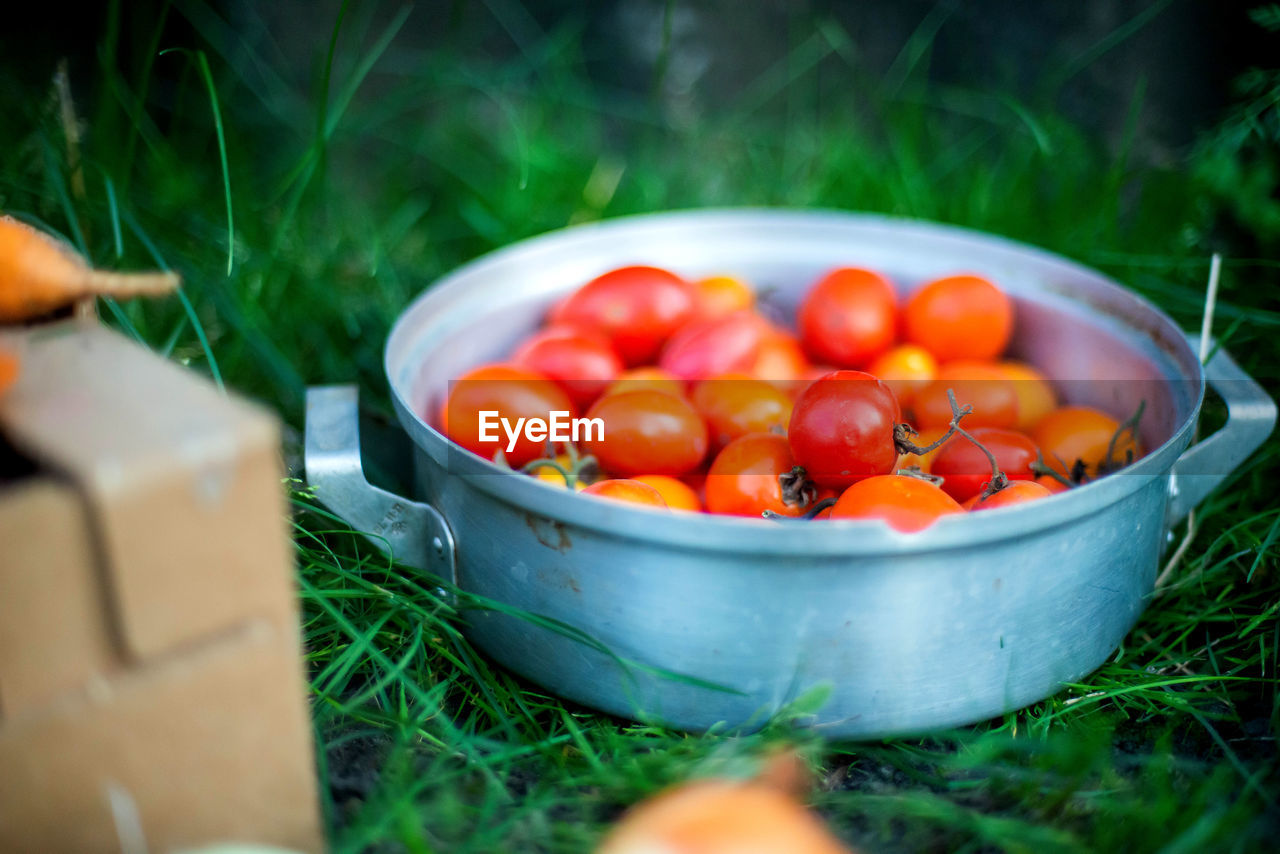 close-up of tomatoes in bowl on field