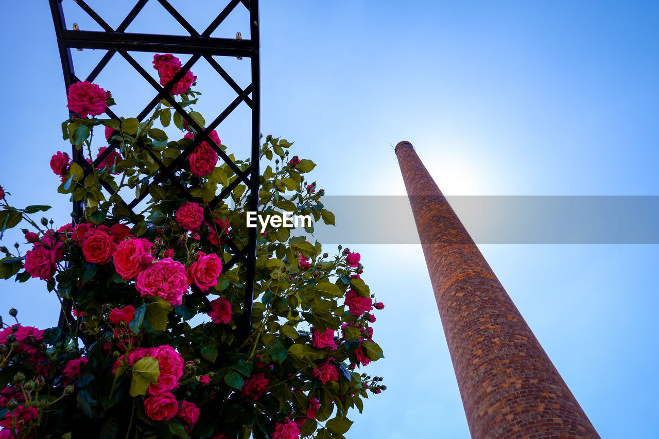 plant, sky, nature, flower, architecture, built structure, flowering plant, low angle view, beauty in nature, no people, clear sky, blue, outdoors, building exterior, tree, day, tower, growth, travel destinations, red, landmark