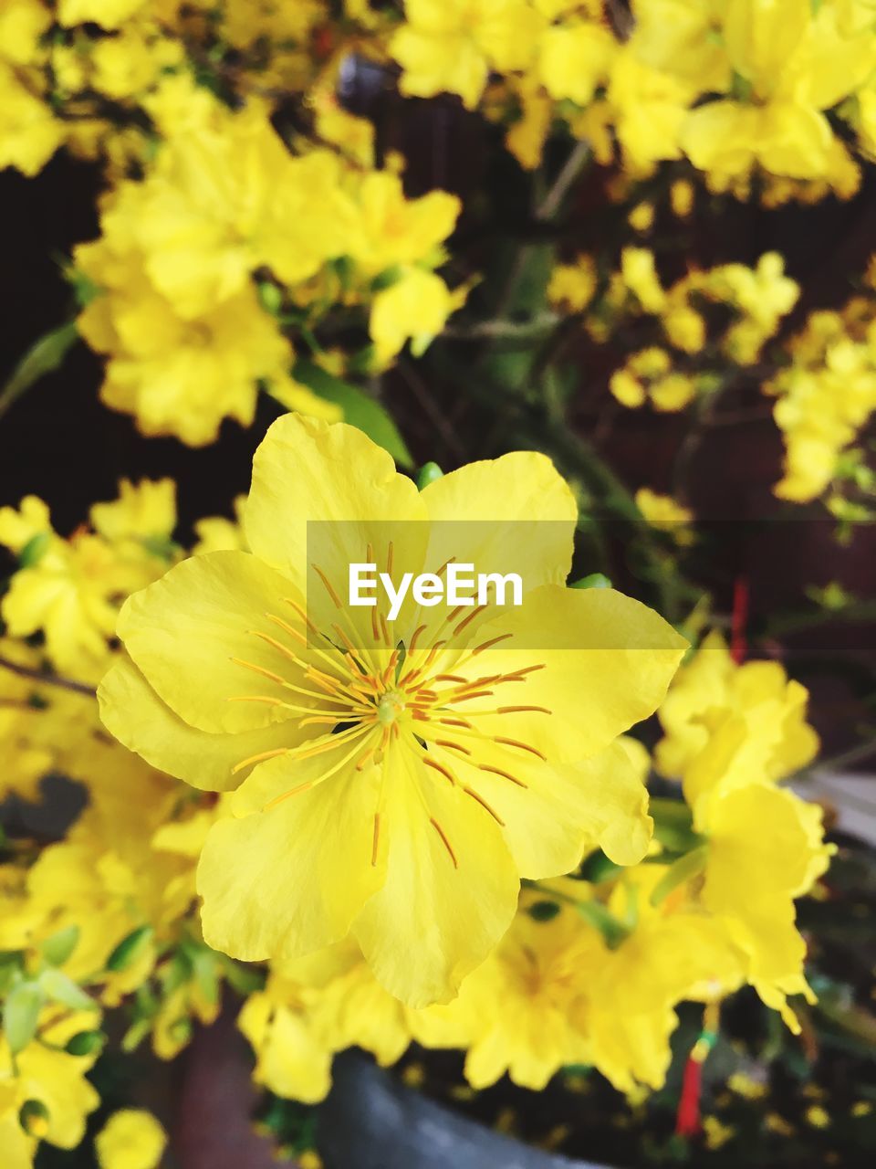 CLOSE UP OF YELLOW FLOWER