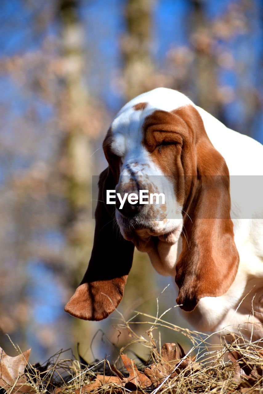 Close-up of dog on field