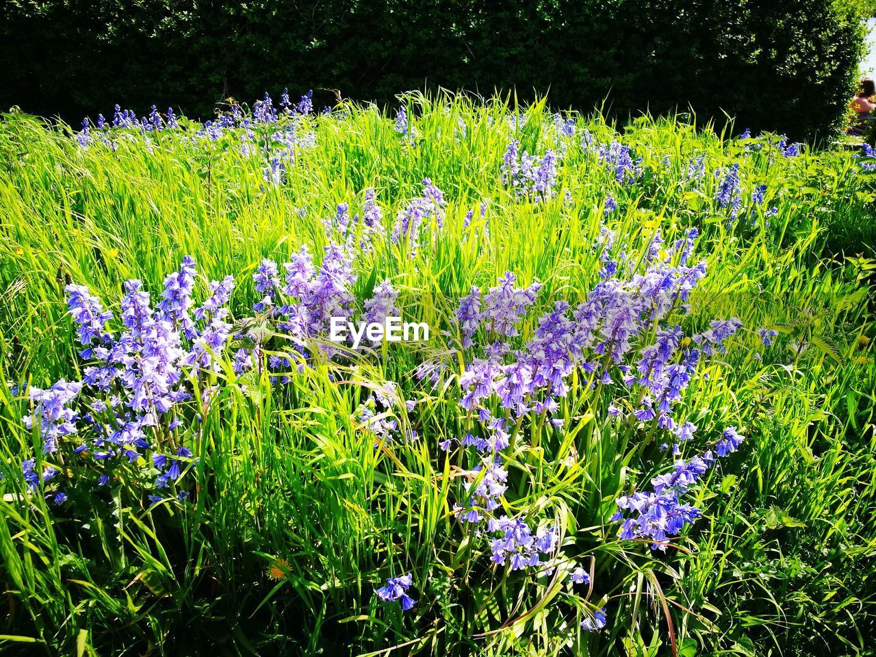 PURPLE WILDFLOWERS IN FIELD