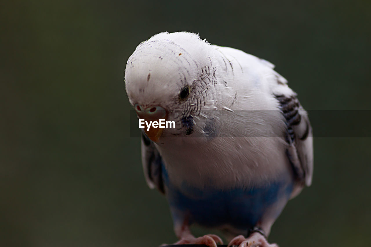 CLOSE-UP OF PARROT PERCHING ON LEAF