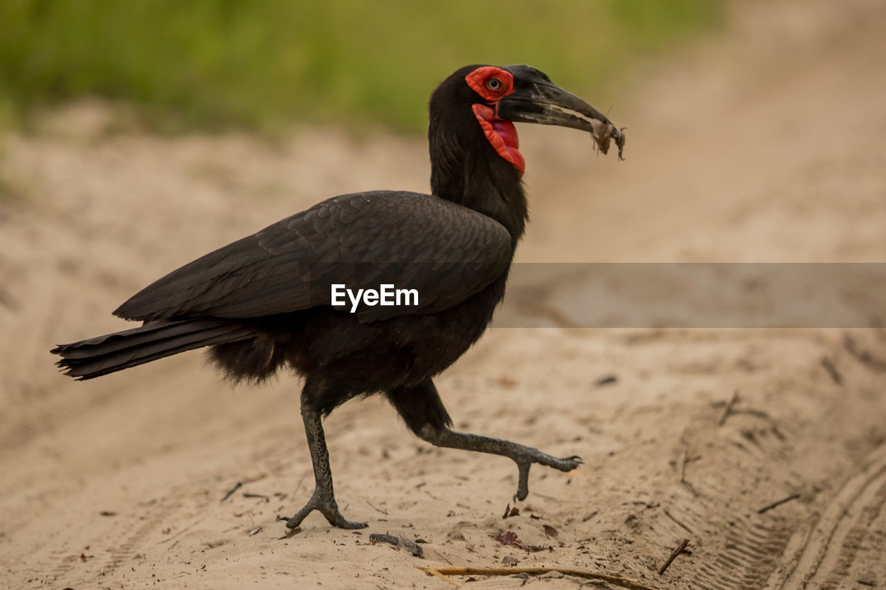 CLOSE-UP OF A BIRD ON A LAND