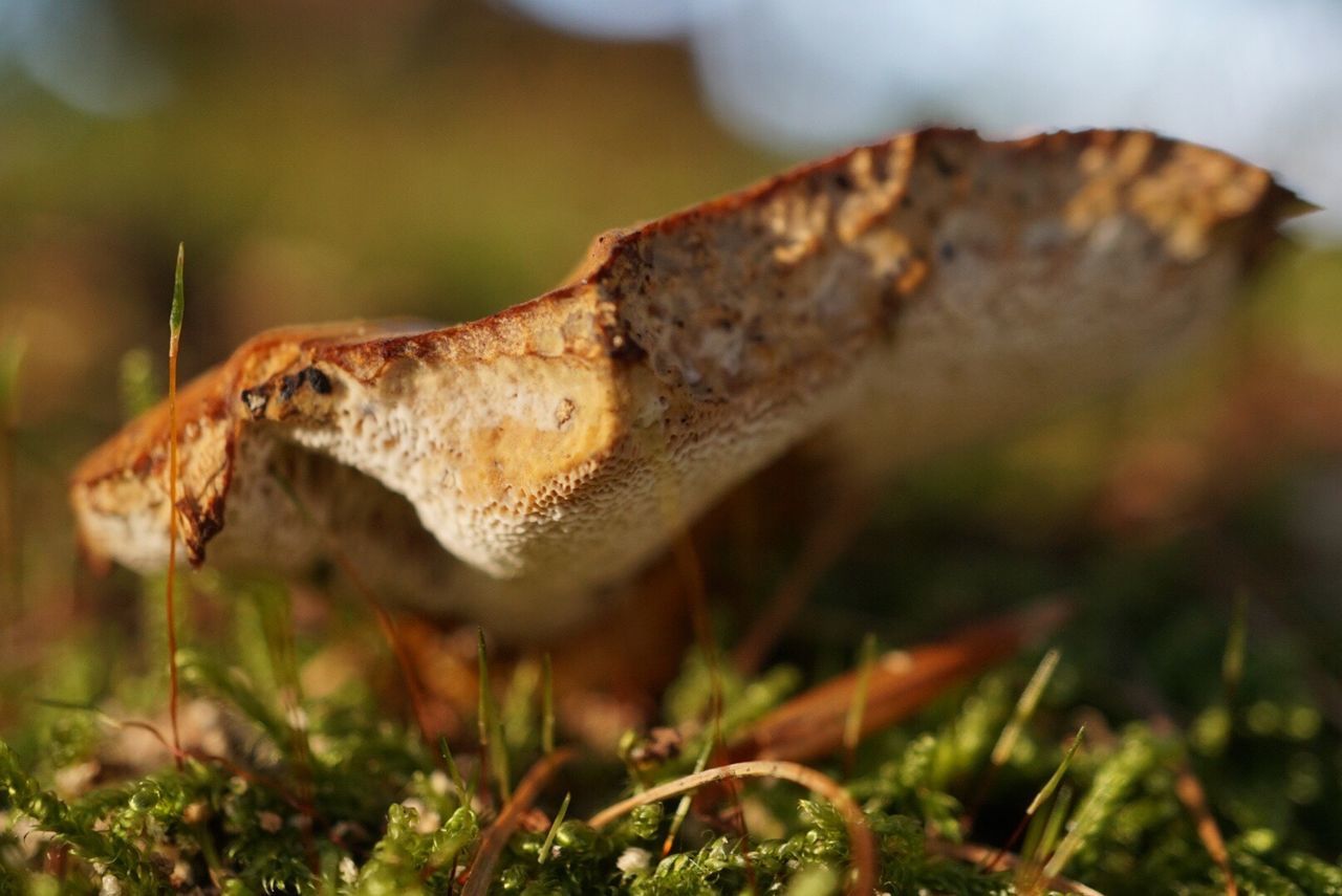 Detail shot of dried herb