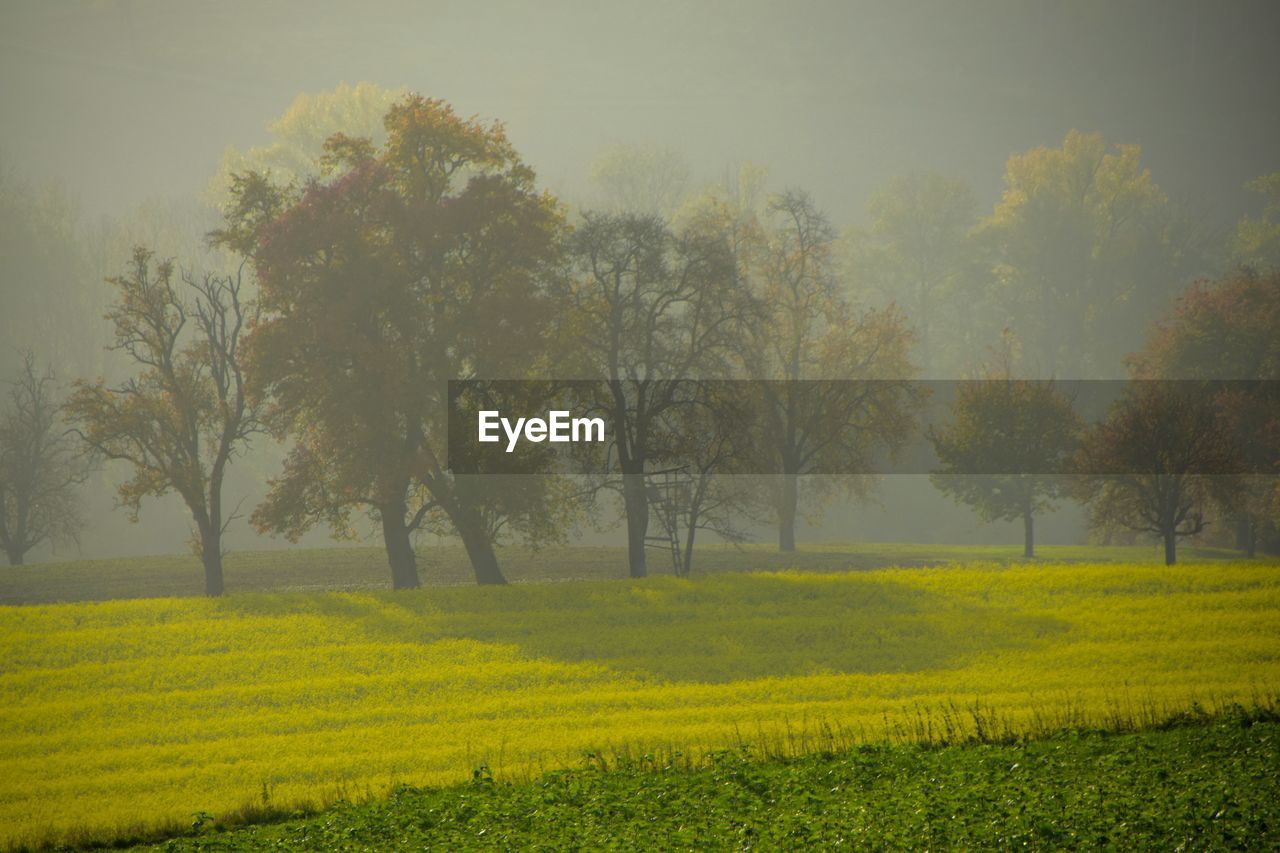 Scenic view of trees growing on land