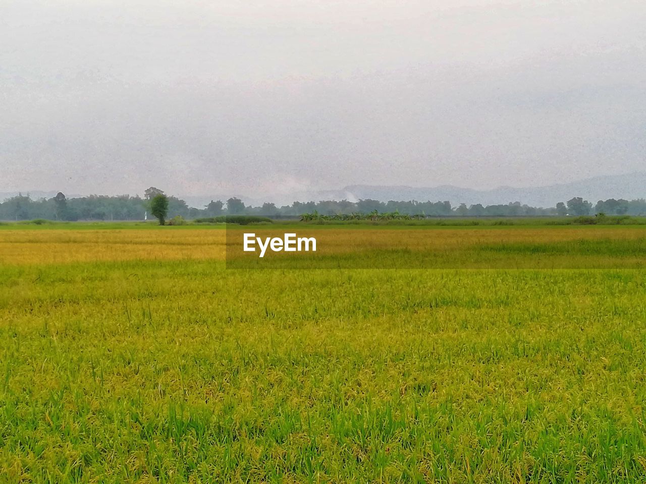 SCENIC VIEW OF FARM FIELD AGAINST SKY