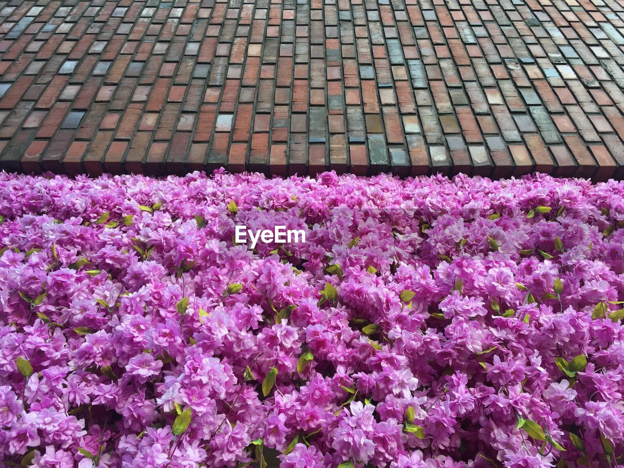 CLOSE-UP OF PINK FLOWERING PLANTS IN SUNLIGHT