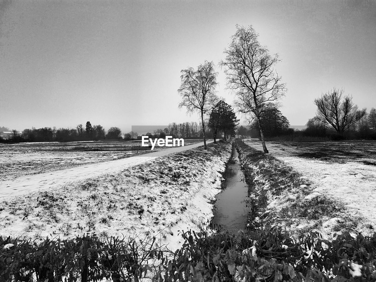 Trees on field against clear sky during winter