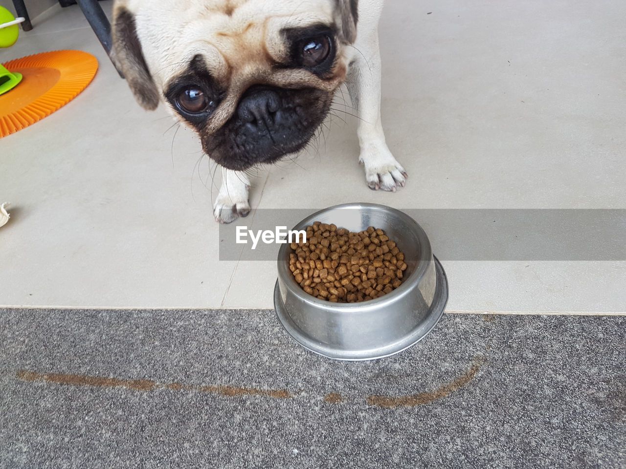 CLOSE-UP OF DOG IN CONTAINER