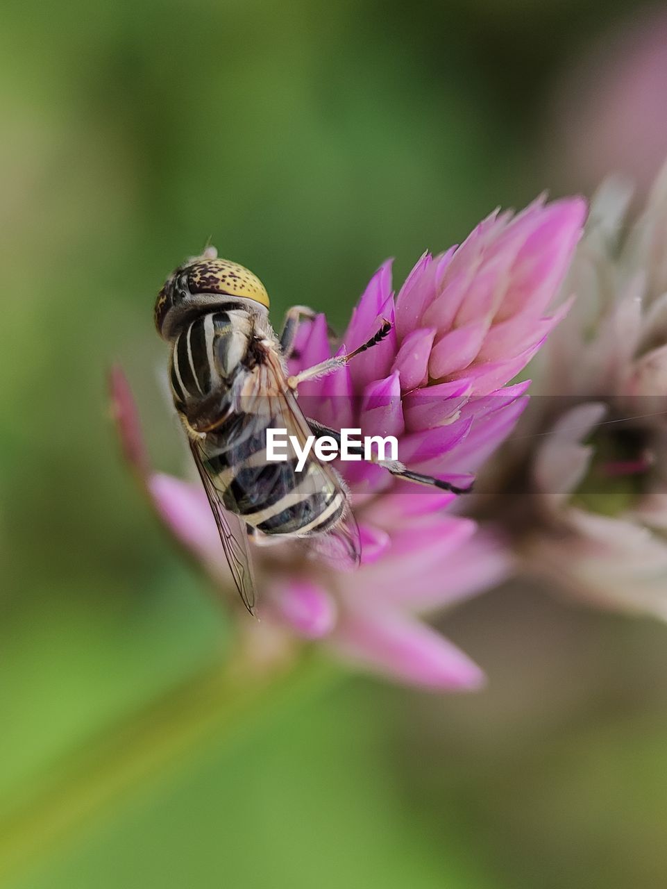 CLOSE-UP OF BUTTERFLY POLLINATING ON PINK FLOWER