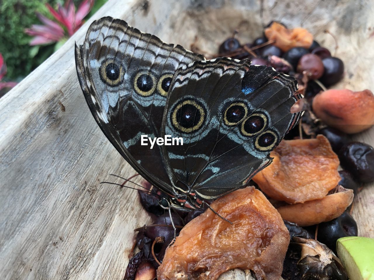 HIGH ANGLE VIEW OF BUTTERFLY