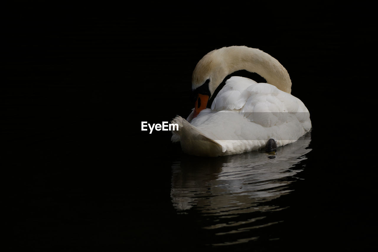 Swan swimming in lake