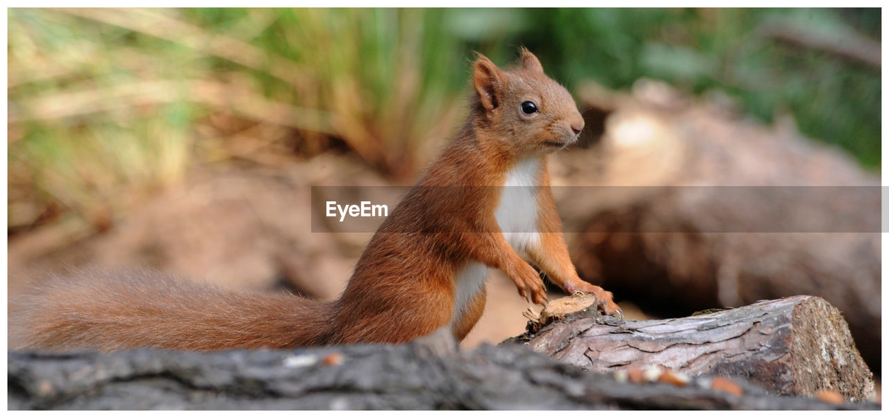 SQUIRREL ON A TREE