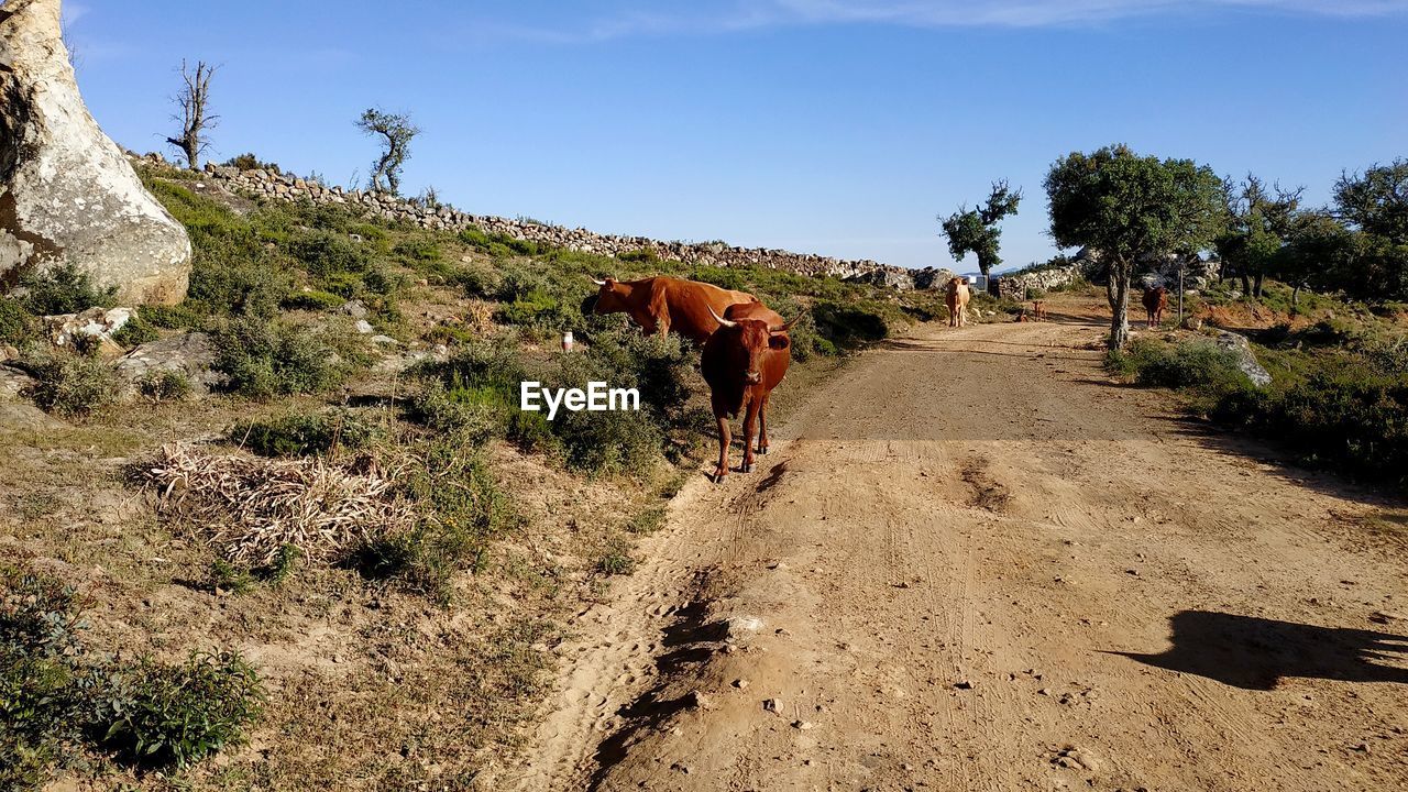 Rear view of cow walking on road