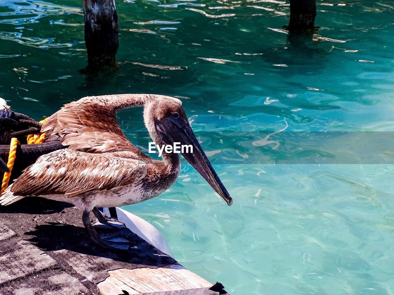 PELICAN IN WATER