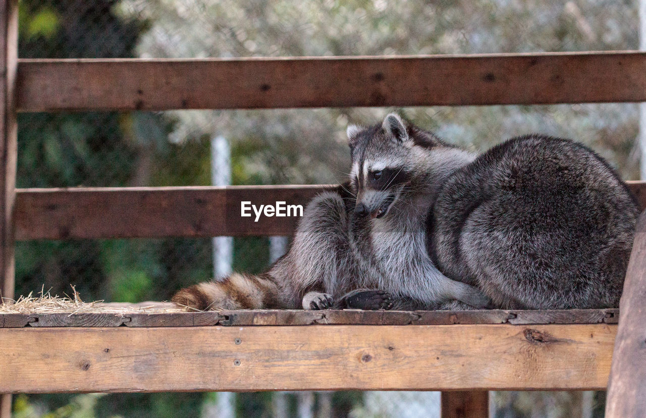 Playing raccoon praccoonpair on a porch in southern florida