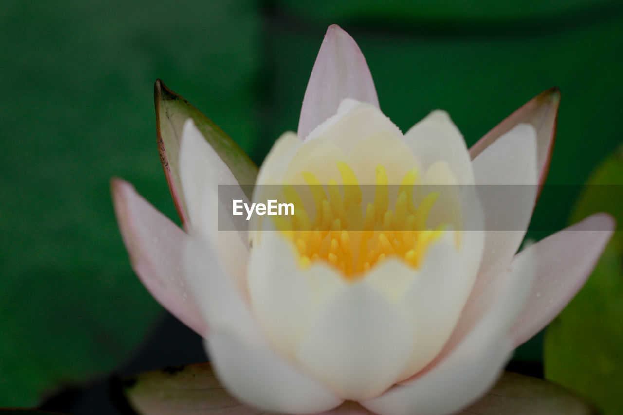 CLOSE-UP OF WHITE FLOWER BLOOMING OUTDOORS