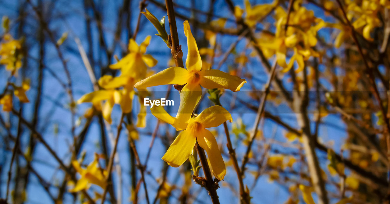 CLOSE-UP OF YELLOW FLOWERING PLANTS AGAINST SKY