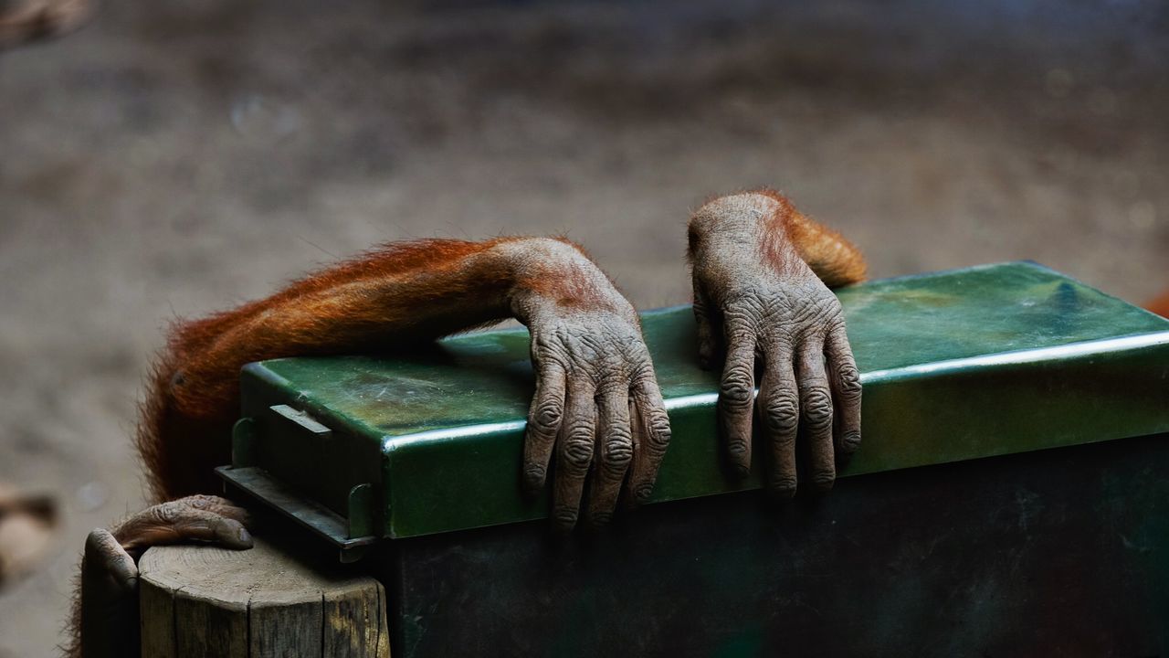 Cropped image of monkey hands on railing