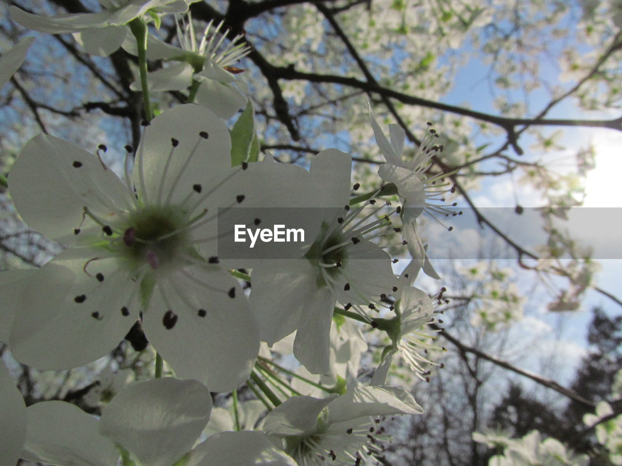 CLOSE-UP OF FLOWER TREE AGAINST BLURRED BACKGROUND