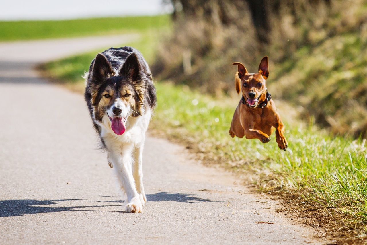 Portrait of border collie and chihuahua running on street