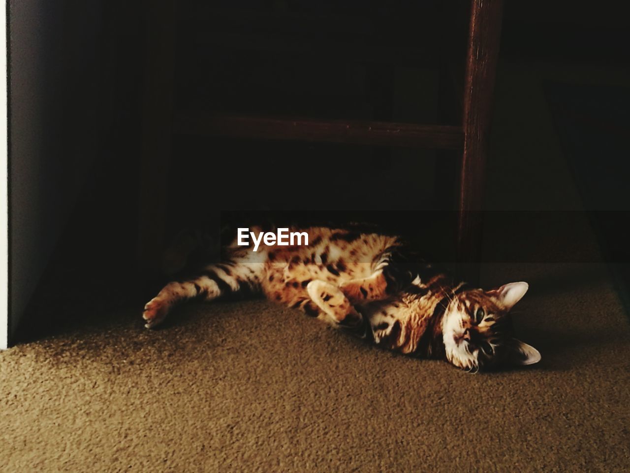 CAT LYING ON CARPET