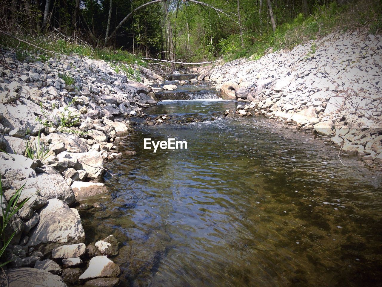 STREAM IN FOREST