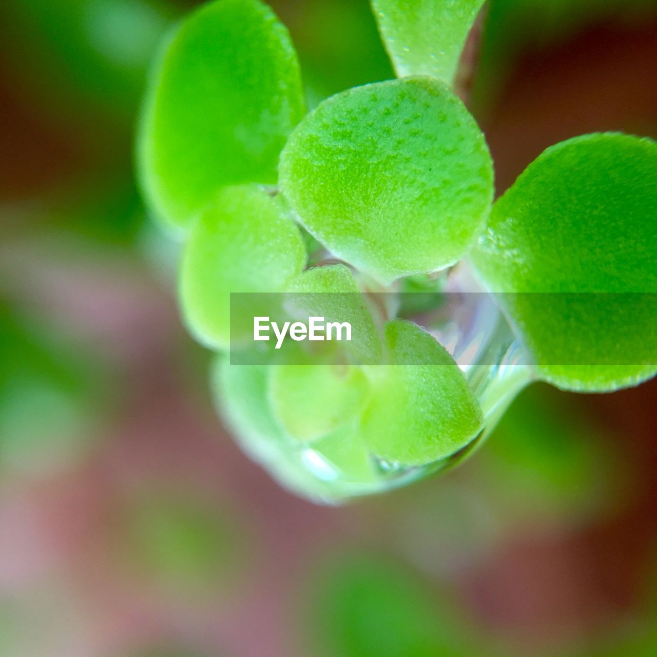 Detail dew drop on plant leaf