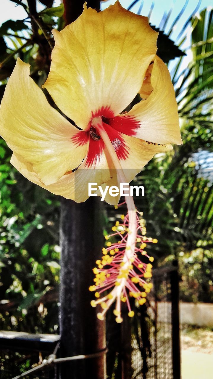 CLOSE-UP OF FLOWER PLANT