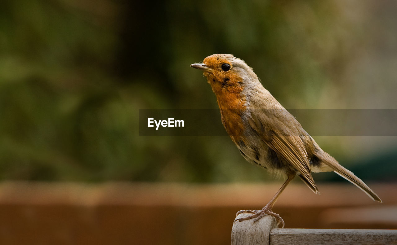 Close-up of bird perching on wood