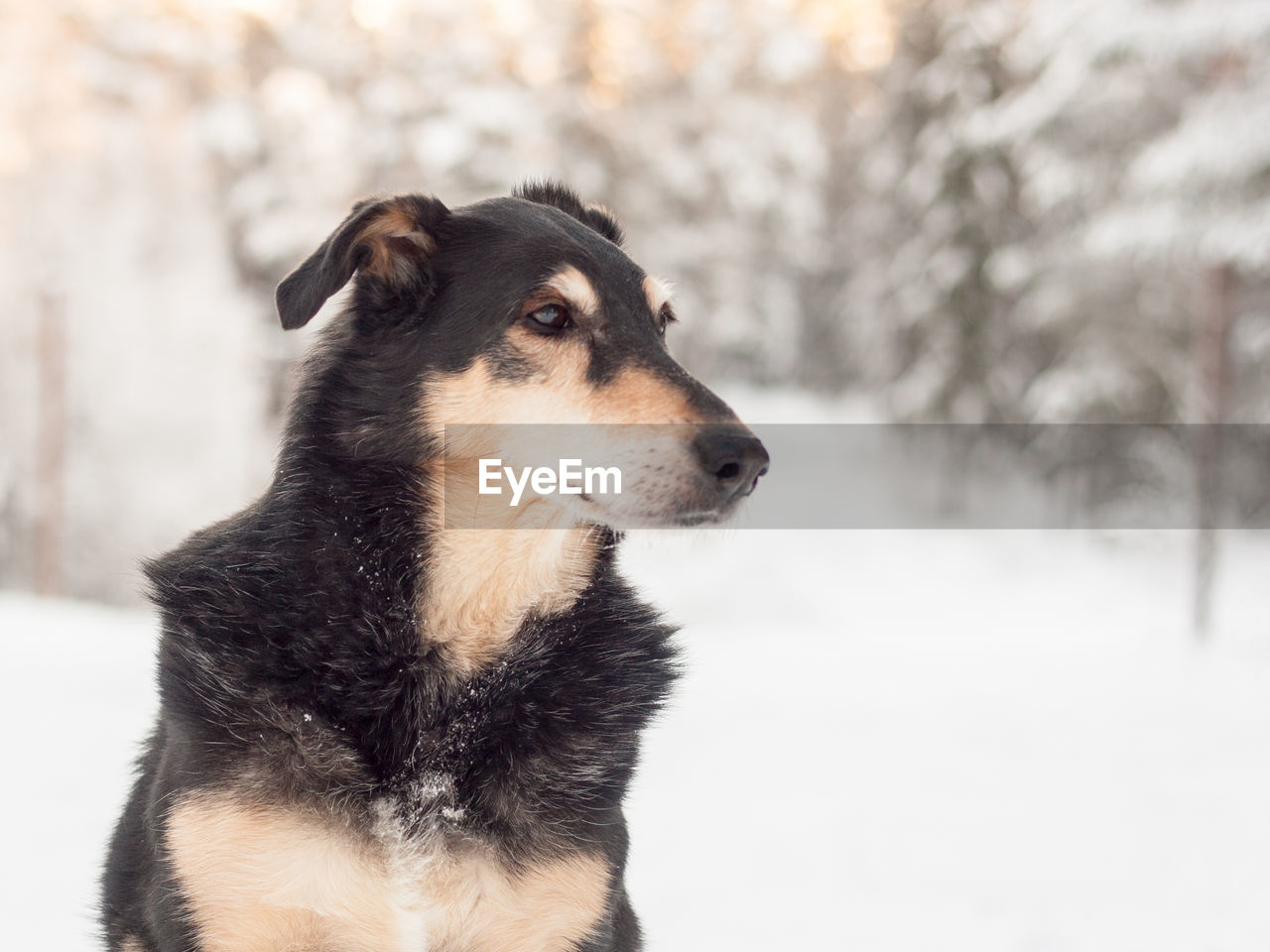 Close-up of dog during winter