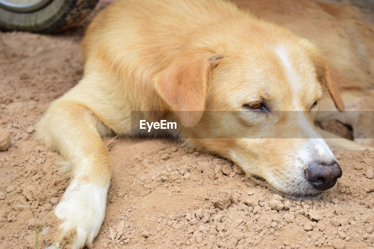 Close-up of a dog resting