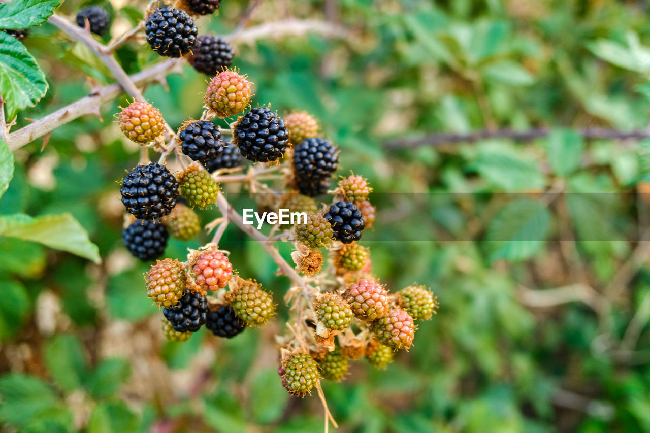 CLOSE-UP OF BERRIES ON PLANT