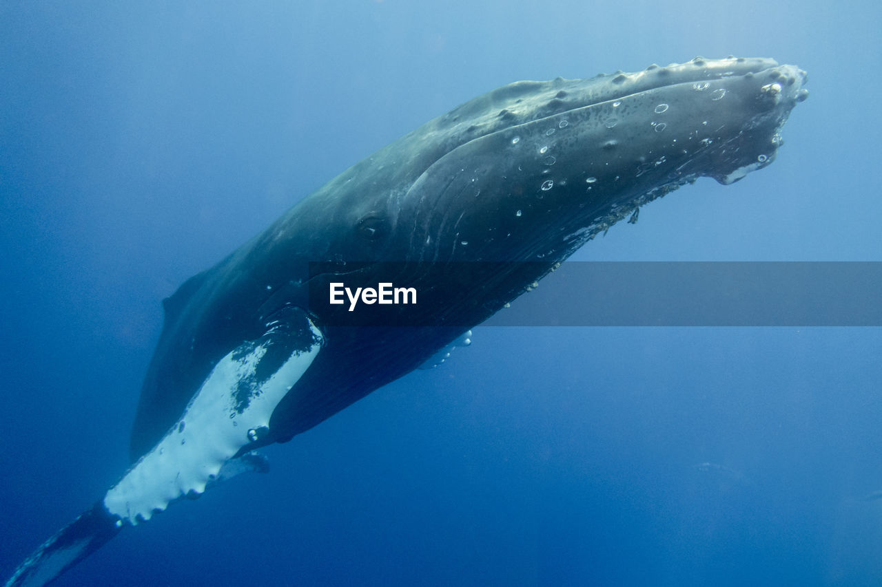 Humpback whale maui