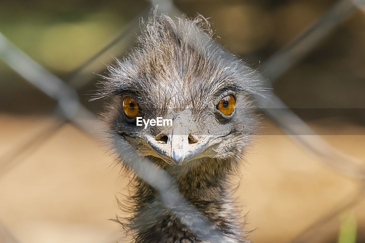 Close-up of ostrich bird