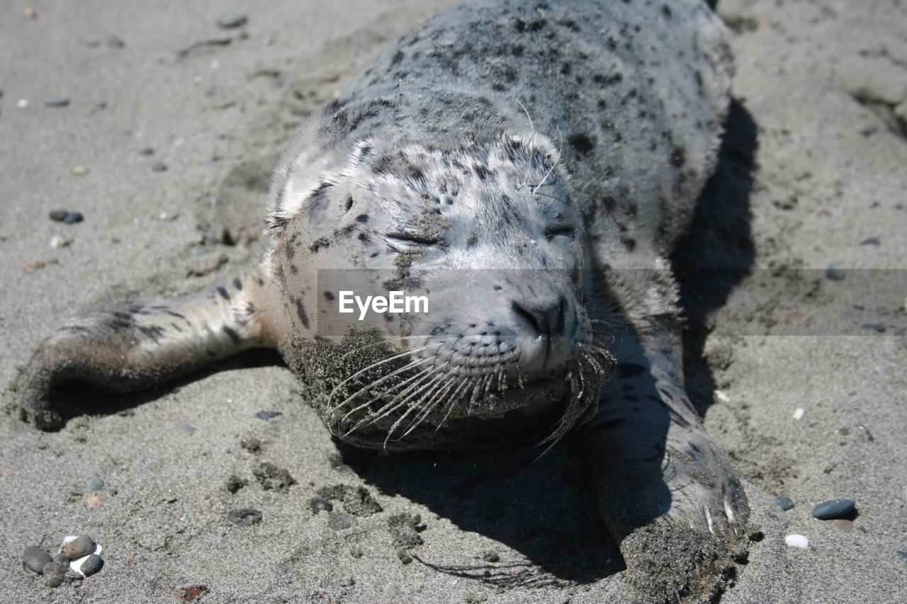 Common seal sleeping on beach