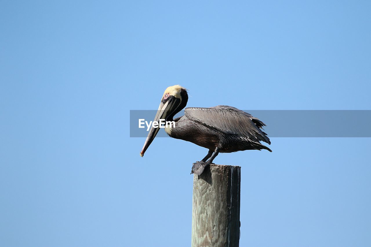 low angle view of bird perching against clear sky