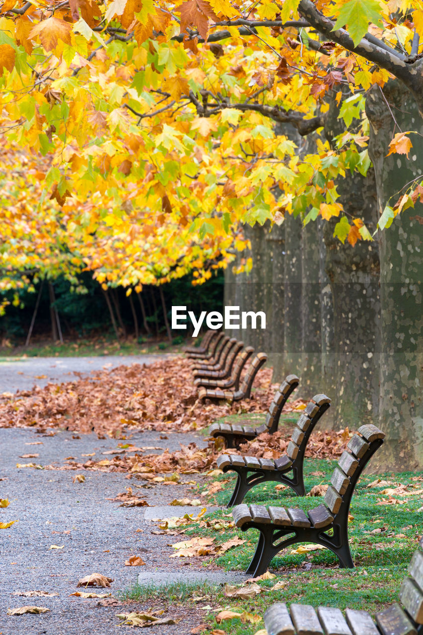 Autumn in the shinjuku park, tokyo, japan