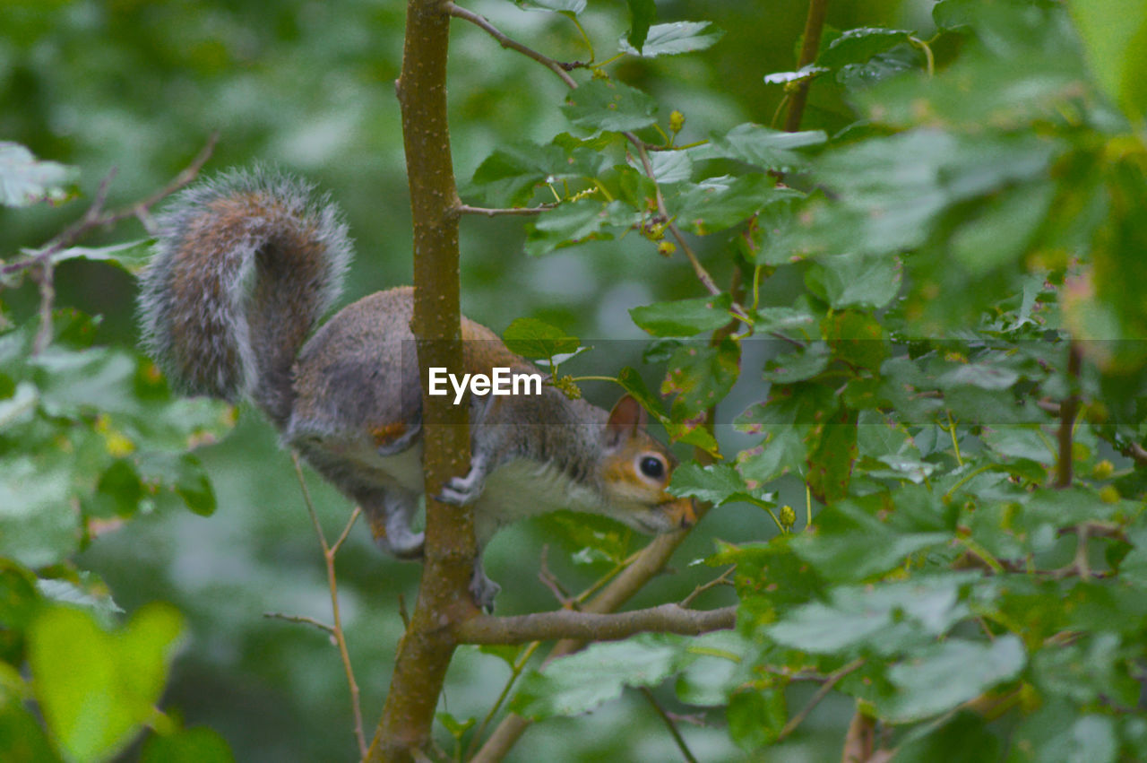 Low angle view of a squirrel on branch