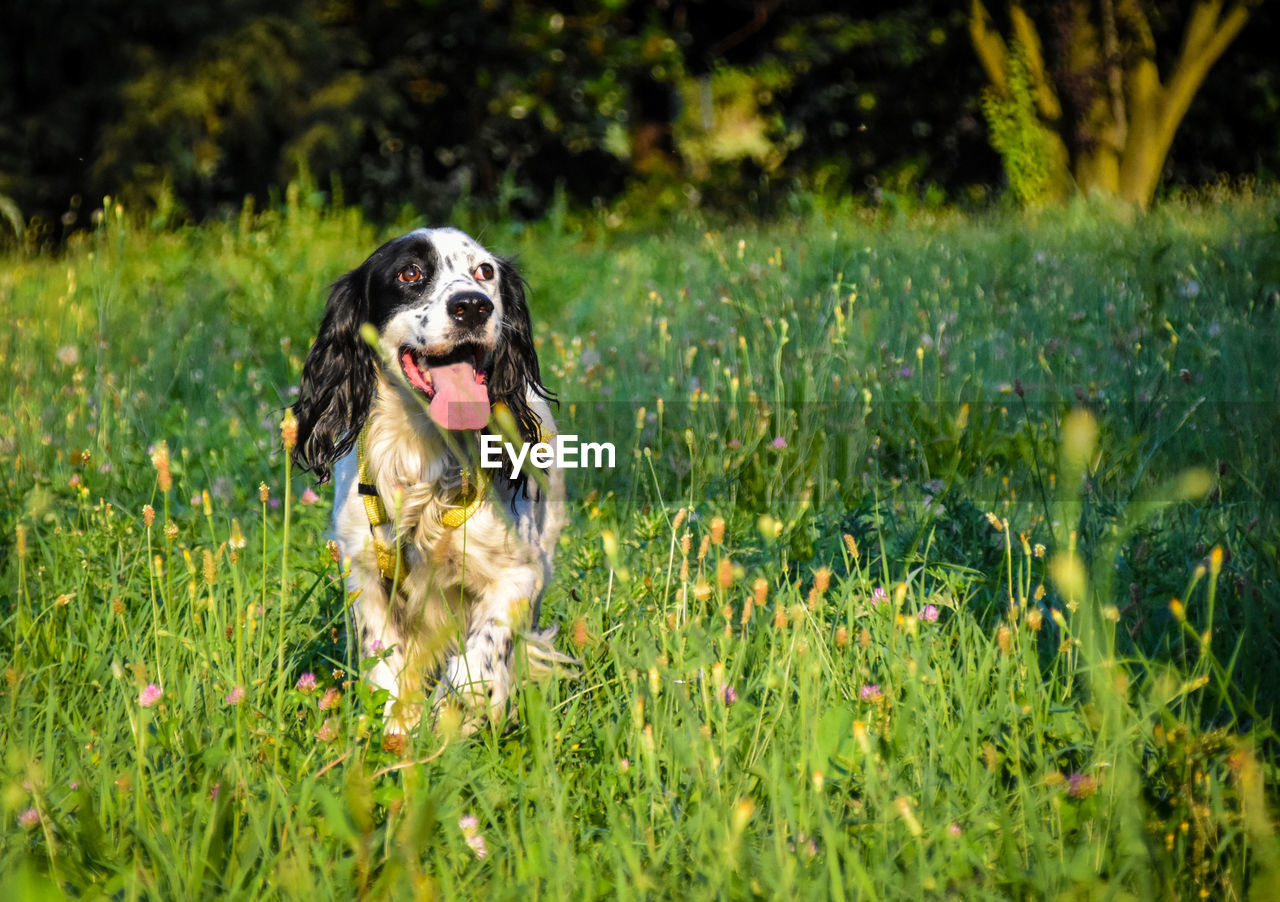 PORTRAIT OF DOG RUNNING ON FIELD